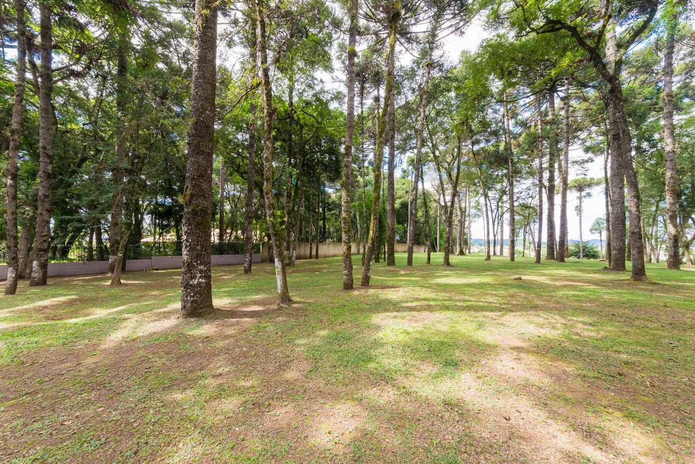 Mata nativa — bosques preservados dentro dos próprios terrenos